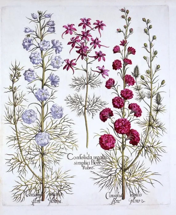 Framed Print : Varieties of Larkspur, from Hortus Eystettensis, by Basil Besler (1561-1629), pub Framed Print : Varieties of Larkspur, from Hortus Eystettensis, by Basil Besler (1561-1629), pub