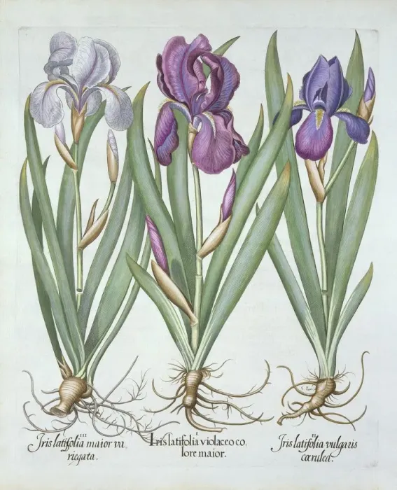 Framed Print : Three varieties of rhizomatous bearded irises, from Hortus Eystettensis, by Basil Besler
