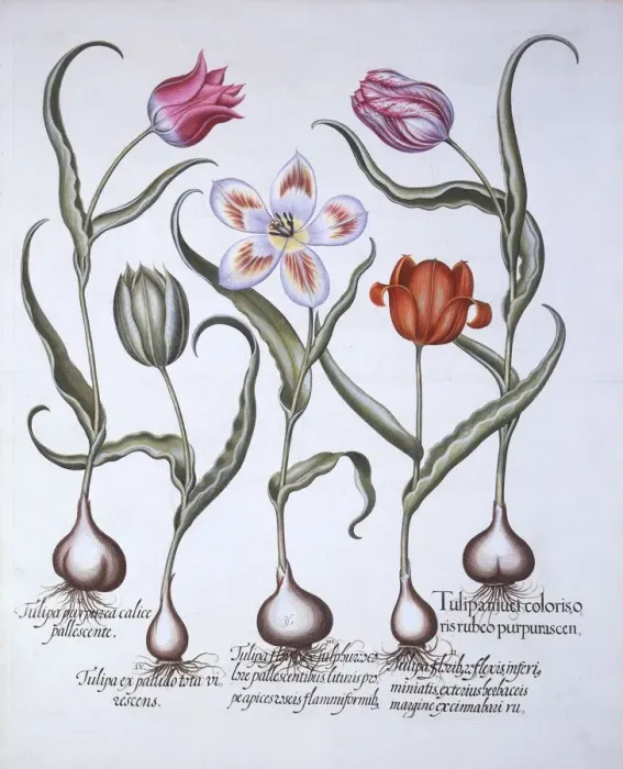 Framed Print : Varieties of Tulip, from Hortus Eystettensis, by Basil Besler (1561-1629), pub Framed Print : Varieties of Tulip, from Hortus Eystettensis, by Basil Besler (1561-1629), pub