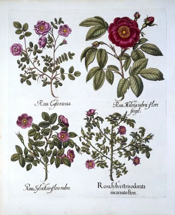 Framed Print : Four variets of Dog Rose, from Hortus Eystettensis, by Basil Besler (1561-1629), pub Framed Print : Four variets of Dog Rose, from Hortus Eystettensis, by Basil Besler (1561-1629), pub