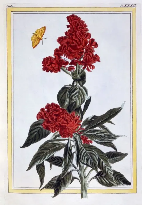 Framed Print : Variety of Amaranthus, pub. 1776. Creator: Pierre Joseph Buchoz (1731-1807) Framed Print : Variety of Amaranthus, pub. 1776. Creator: Pierre Joseph Buchoz (1731-1807)