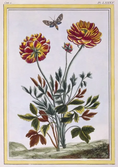 Framed Print : A variety of double flowered yellow poppy, pub. 1776. Creator: Pierre Joseph Buchoz (1731-1807) Framed Print : A variety of double flowered yellow poppy, pub. 1776. Creator: Pierre Joseph Buchoz (1731-1807)