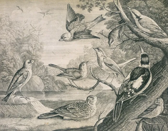 Framed Print : Various birds, 1726. Creator: Henry Fletcher Framed Print : Various birds, 1726. Creator: Henry Fletcher