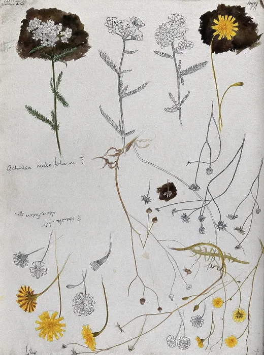 Framed Print : Various flower heads of yarrow (Achillea millefolium) and hawk's bit (Leontodon species). Creator: Unknown. Various flower heads of yarrow (Achillea millefolium) and hawk's bit (Leontodon species). Creator: Unknown Framed Print : Various flower heads of yarrow (Achillea millefolium) and hawk's bit (Leontodon species). Creator: Unknown. Various flower heads of yarrow (Achillea millefolium) and hawk's bit (Leontodon species). Creator: Unknown