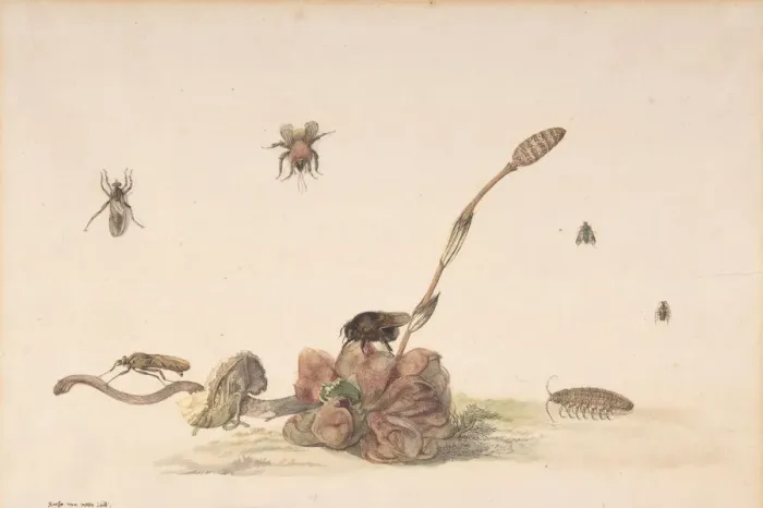 Framed Print : Various Insects by a Fungus, 1681. Creator: Rochus van Veen Framed Print : Various Insects by a Fungus, 1681. Creator: Rochus van Veen