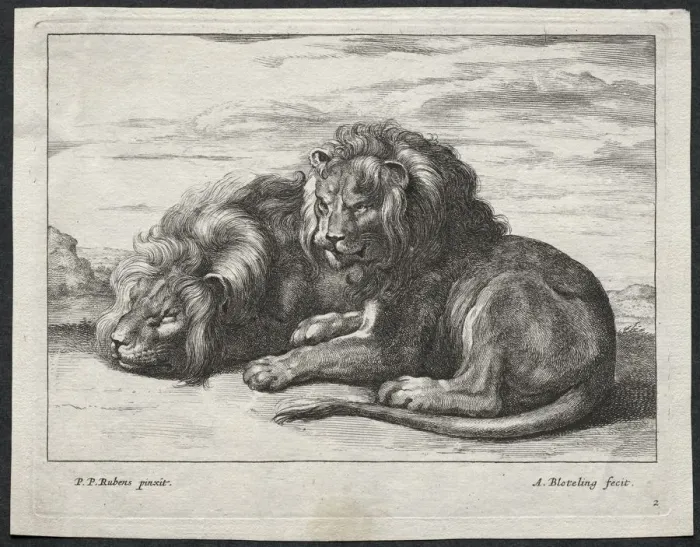 Framed Print : Various Lions. Creator: Abraham Blooteling (Dutch, 1640-1690) Framed Print : Various Lions. Creator: Abraham Blooteling (Dutch, 1640-1690)