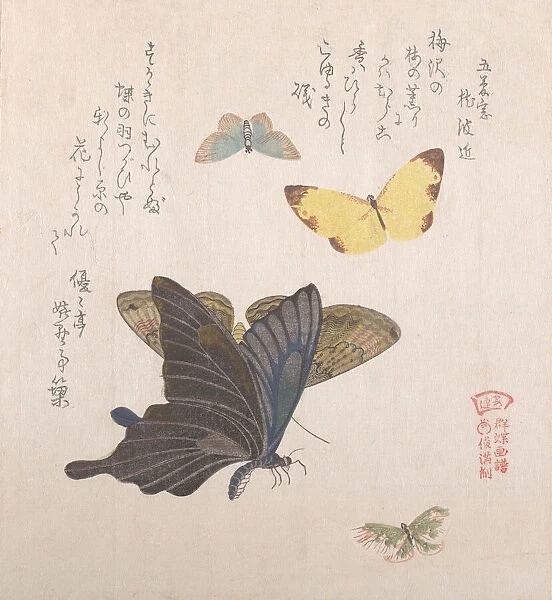 Various moths and butterflies, 19th century. Creator: Kubo Shunman