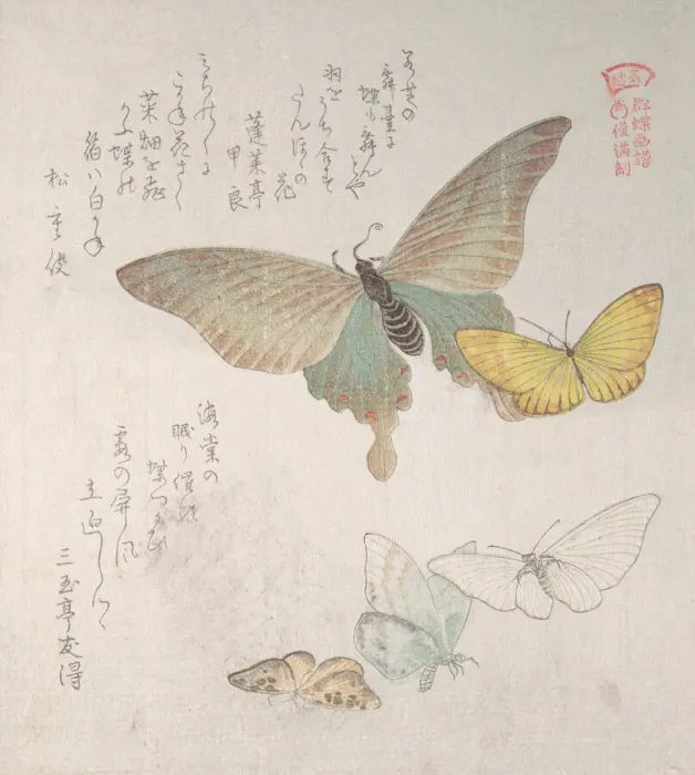 Framed Print : Various moths and butterflies, 19th century. Creator: Kubo Shunman Framed Print : Various moths and butterflies, 19th century. Creator: Kubo Shunman