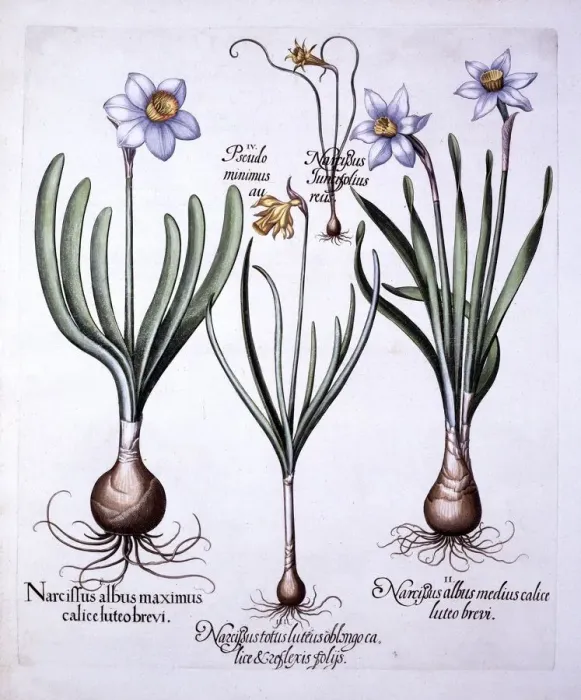 Framed Print : Various Narcissi, from Hortus Eystettensis, by Basil Besler (1561-1629), pub Framed Print : Various Narcissi, from Hortus Eystettensis, by Basil Besler (1561-1629), pub