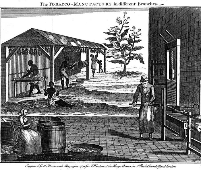 Framed Print : Various stages in the production of tobacco, Virginia, USA, 1750 Framed Print : Various stages in the production of tobacco, Virginia, USA, 1750