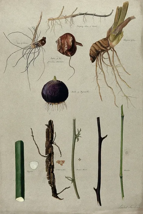 Framed Print : Various stem forms, including bulbs and roots, c1900. Creator: Isabel Sawkins Framed Print : Various stem forms, including bulbs and roots, c1900. Creator: Isabel Sawkins