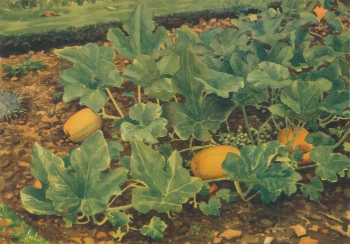 Framed Print : Vegetable Marrows, 1947. Artist: JE Sowerby Framed Print : Vegetable Marrows, 1947. Artist: JE Sowerby