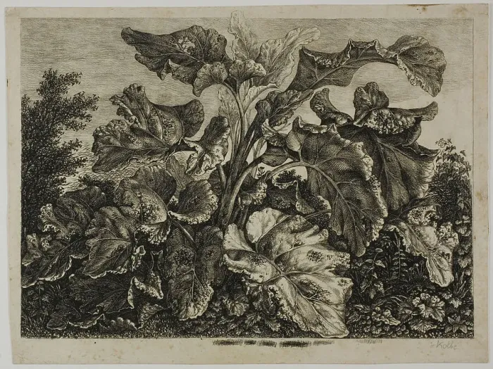 Framed Print : Vegetable Sheet, 1800 / 28. Creator: Carl Wilhelm Kolbe the elder Framed Print : Vegetable Sheet, 1800 / 28. Creator: Carl Wilhelm Kolbe the elder