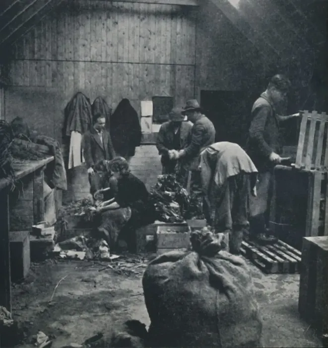 Framed Print : Vegetables for market, 1941. Artist: Cecil Beaton Framed Print : Vegetables for market, 1941. Artist: Cecil Beaton