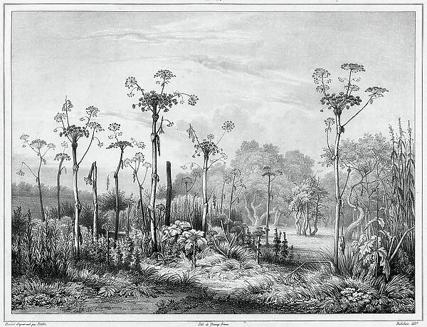 Vegetation in the interior of the Kamchatka peninsula, 19th century. Creators: Friedrich Heinrich Kittlitz, Louis-Pierre-Alphonse Bichebois