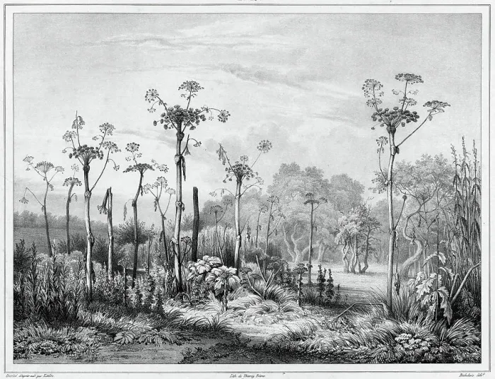 Framed Print : Vegetation in the interior of the Kamchatka peninsula, 19th century. Creators: Friedrich Heinrich Kittlitz, Louis-Pierre-Alphonse Bichebois Framed Print : Vegetation in the interior of the Kamchatka peninsula, 19th century. Creators: Friedrich Heinrich Kittlitz, Louis-Pierre-Alphonse Bichebois