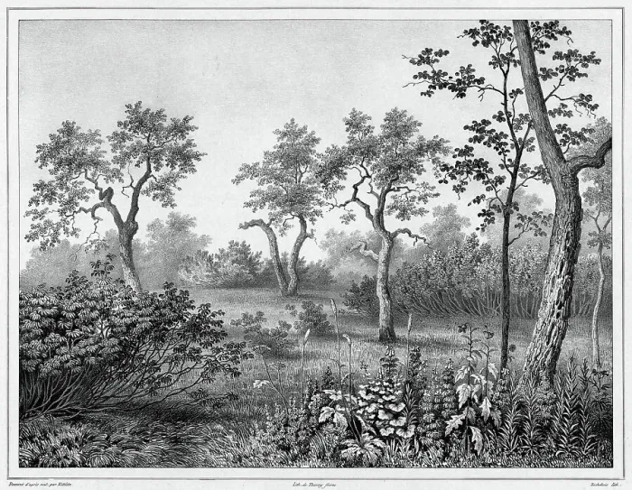 Framed Print : Vegetation of Kamchatka, 19th century. Creators: Friedrich Heinrich Kittlitz, Louis-Pierre-Alphonse Bichebois Framed Print : Vegetation of Kamchatka, 19th century. Creators: Friedrich Heinrich Kittlitz, Louis-Pierre-Alphonse Bichebois