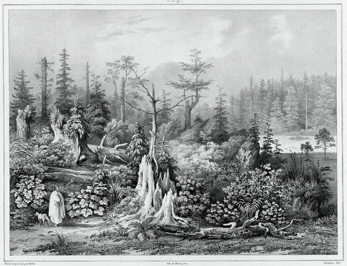 Framed Print : Vegetation around the settlement of Novo-Arkhangelsk (northwest coast of America), 19th century. Creators: Friedrich Heinrich Kittlitz, Louis-Pierre-Alphonse Bichebois Framed Print : Vegetation around the settlement of Novo-Arkhangelsk (northwest coast of America), 19th century. Creators: Friedrich Heinrich Kittlitz, Louis-Pierre-Alphonse Bichebois