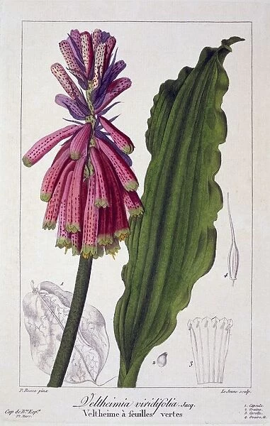 Veltheimia viridifolia, pub. 1836. Creator: Panacre Bessa (1772-1846)