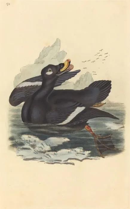 Framed Print : Velvet Duck. Creator: Unknown Framed Print : Velvet Duck. Creator: Unknown