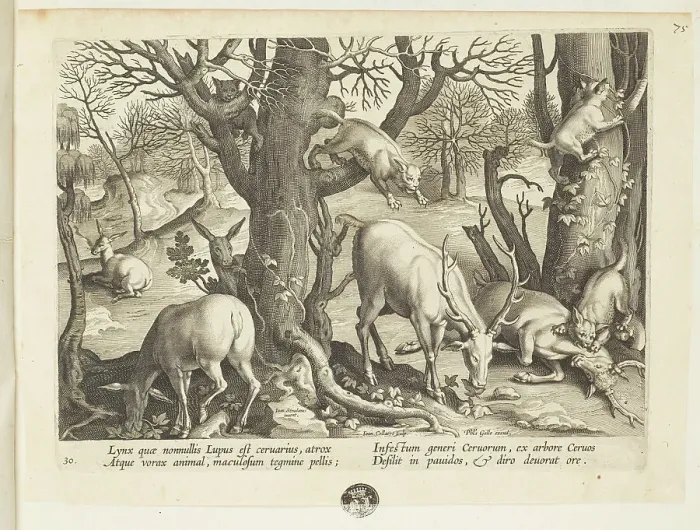 Framed Print : Venationes ferarum, avium, piscium (Hunts of wild animals, birds and fish). Plate 30, 1596. Creator: Hans Collaert the Younger Framed Print : Venationes ferarum, avium, piscium (Hunts of wild animals, birds and fish). Plate 30, 1596. Creator: Hans Collaert the Younger