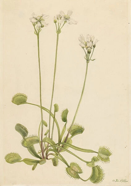 Venus Flytrap (Dionaea muscipula), 1918. Creator: Mary Vaux Walcott