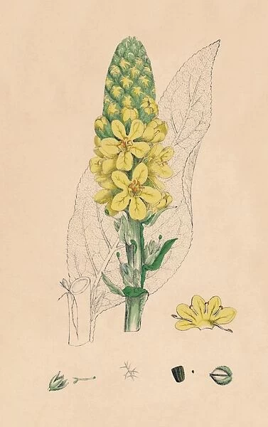 Verbascum Thapsus. Great Mullein, 19th Century
