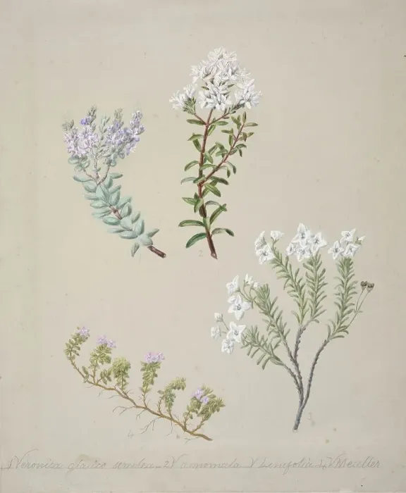 Framed Print : [Veronica (4 species)], c.1885. Creator: Sarah Featon