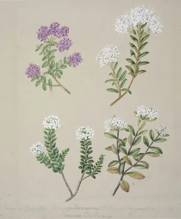 Framed Print : [Veronica (4 species)], c.1885. Creator: Sarah Featon