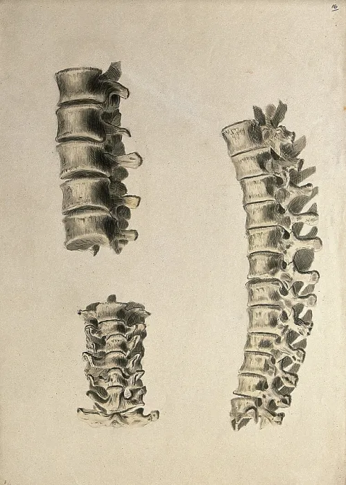 Framed Print : Vertebrae: three figures, 1830-1835. Creator: Unknown Framed Print : Vertebrae: three figures, 1830-1835. Creator: Unknown