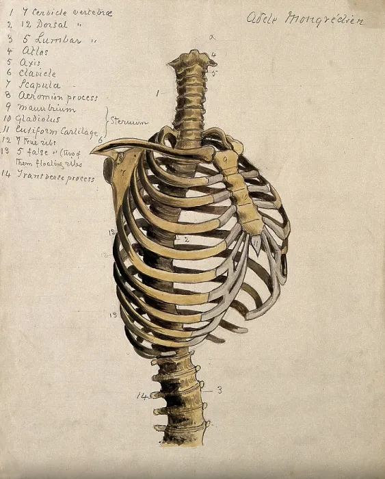 Framed Print : Vertebral column and ribcage, 1880. Creator: Adele Mongredien Framed Print : Vertebral column and ribcage, 1880. Creator: Adele Mongredien