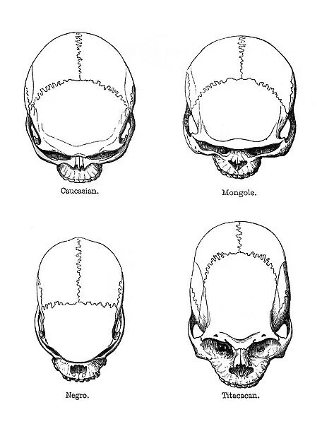The vertical configuration of the skull, 1848