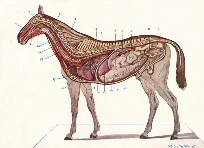 Framed Print : Vertical section of the body of a horse, c1907 (c1910). Artist: RE Holding Framed Print : Vertical section of the body of a horse, c1907 (c1910). Artist: RE Holding