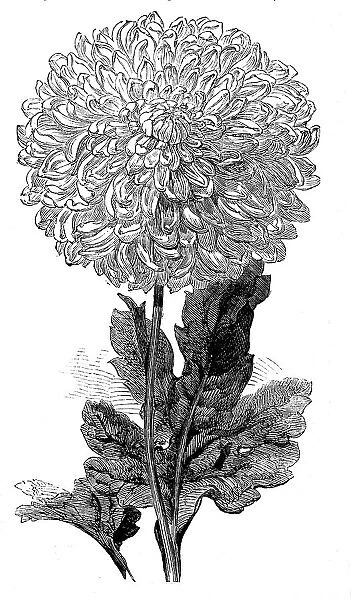 The 'Vesta' Chrysanthemum now in bloom in the Temple Gardens, 1858. Creator: Unknown. The 'Vesta' Chrysanthemum now in bloom in the Temple Gardens, 1858. Creator: Unknown
