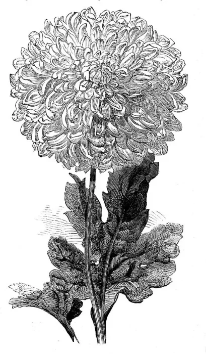 Framed Print : The Vesta Chrysanthemum now in bloom in the Temple Gardens, 1858. Creator: Unknown. The Vesta Chrysanthemum now in bloom in the Temple Gardens, 1858. Creator: Unknown Framed Print : The Vesta Chrysanthemum now in bloom in the Temple Gardens, 1858. Creator: Unknown. The Vesta Chrysanthemum now in bloom in the Temple Gardens, 1858. Creator: Unknown