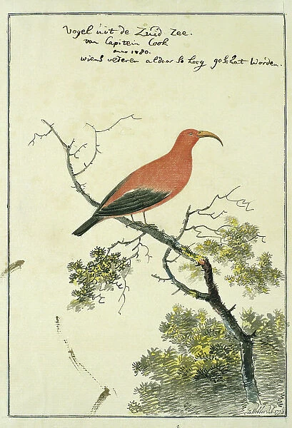 Vestiaria coccinea (Iiwi or Scarlet Hawaiian honeycreeper), 1778. Creator: John Webber