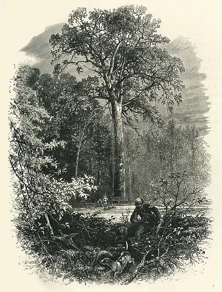 The Victoria Oak, Windsor Forest, c1870