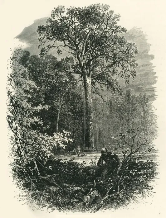 Framed Print : The Victoria Oak, Windsor Forest, c1870 Framed Print : The Victoria Oak, Windsor Forest, c1870