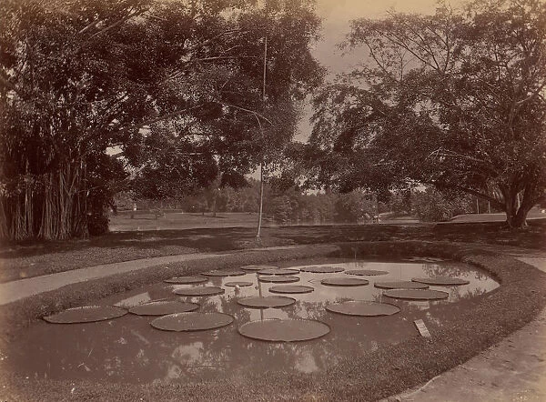Victoria Regia at Botanical Garden, Udaipur, 1860s-70s. Creator: Unknown