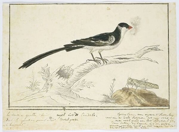 Vidua macroura (Pin-tailed whydah) and locust, 1778. Creator: Robert Jacob Gordon