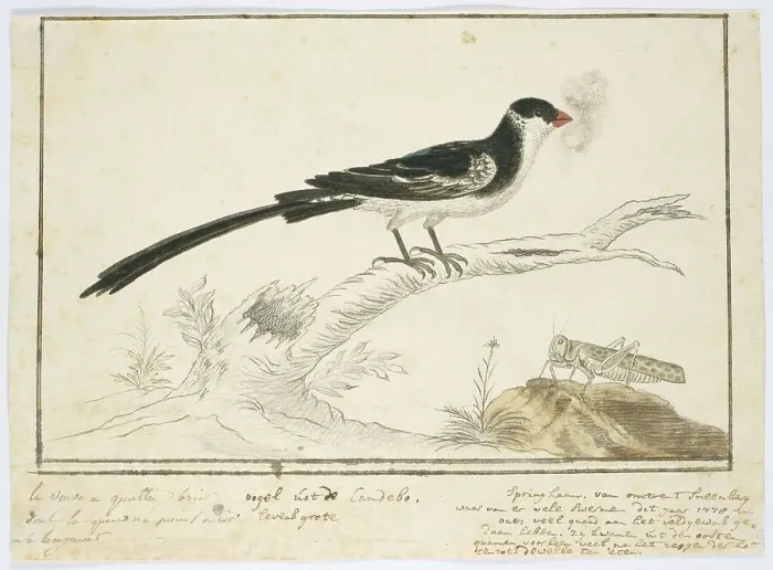 Framed Print : Vidua macroura (Pin-tailed whydah) and locust, 1778. Creator: Robert Jacob Gordon Framed Print : Vidua macroura (Pin-tailed whydah) and locust, 1778. Creator: Robert Jacob Gordon