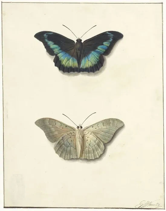 Framed Print : Top and bottom view of a butterfly, 1792-1861. Creator: Georgius Jacobus Johannes van Os Framed Print : Top and bottom view of a butterfly, 1792-1861. Creator: Georgius Jacobus Johannes van Os
