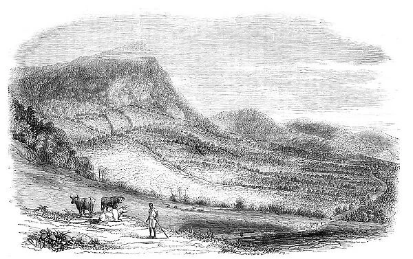 View on a Cocoa Plantation in the Island of Granada, 1857. Creator: Unknown