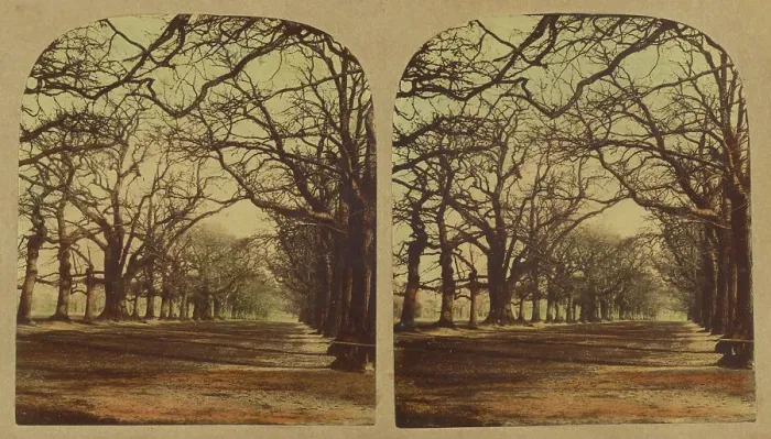 Framed Print : View in Greenwich Park, about 1860. Creator: London Stereoscopic & Photographic Co Framed Print : View in Greenwich Park, about 1860. Creator: London Stereoscopic & Photographic Co