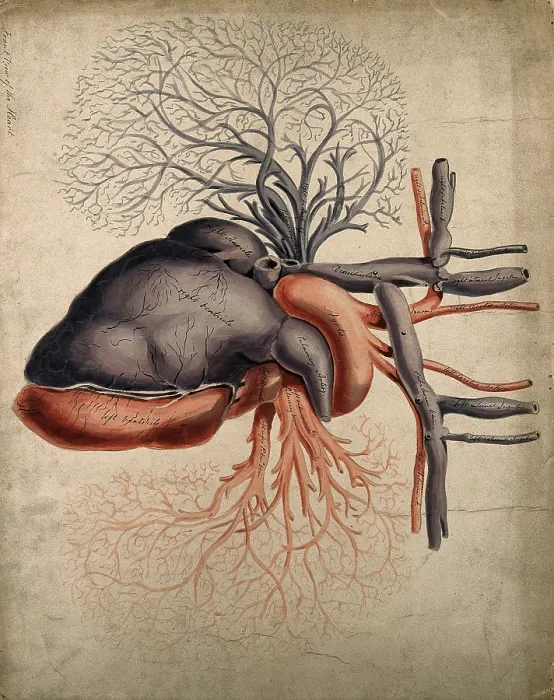 Framed Print : Front view of the heart, with arteries and blood-vessels attached, 1800-1899. Creator: Unknown Framed Print : Front view of the heart, with arteries and blood-vessels attached, 1800-1899. Creator: Unknown