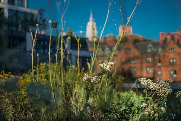 View from the Highline. Creator: Viet Chu