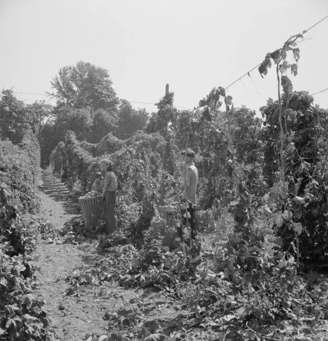 Framed Print : View of hop yard, pickers at work, near Independence, Polk County, Oregon, 1939. Creator: Dorothea Lange Framed Print : View of hop yard, pickers at work, near Independence, Polk County, Oregon, 1939. Creator: Dorothea Lange