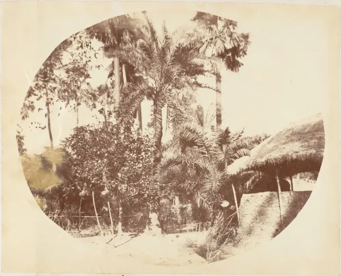 Framed Print : View in the Jungle, Bengal, 1850s. Creator: Captain R. B. Hill Framed Print : View in the Jungle, Bengal, 1850s. Creator: Captain R. B. Hill