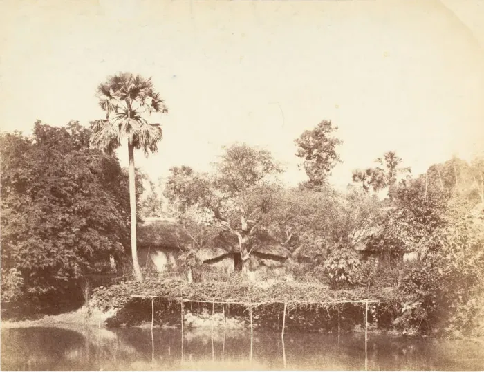 Framed Print : View of the Jungle, Bengal, 1850s. Creator: Captain R. B. Hill Framed Print : View of the Jungle, Bengal, 1850s. Creator: Captain R. B. Hill