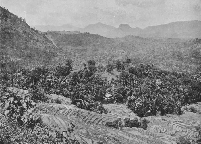 Framed Print : View of Paddy Field from Kadugannawa Pass, c1890, (1910). Artist: Alfred William Amandus Plate Framed Print : View of Paddy Field from Kadugannawa Pass, c1890, (1910). Artist: Alfred William Amandus Plate